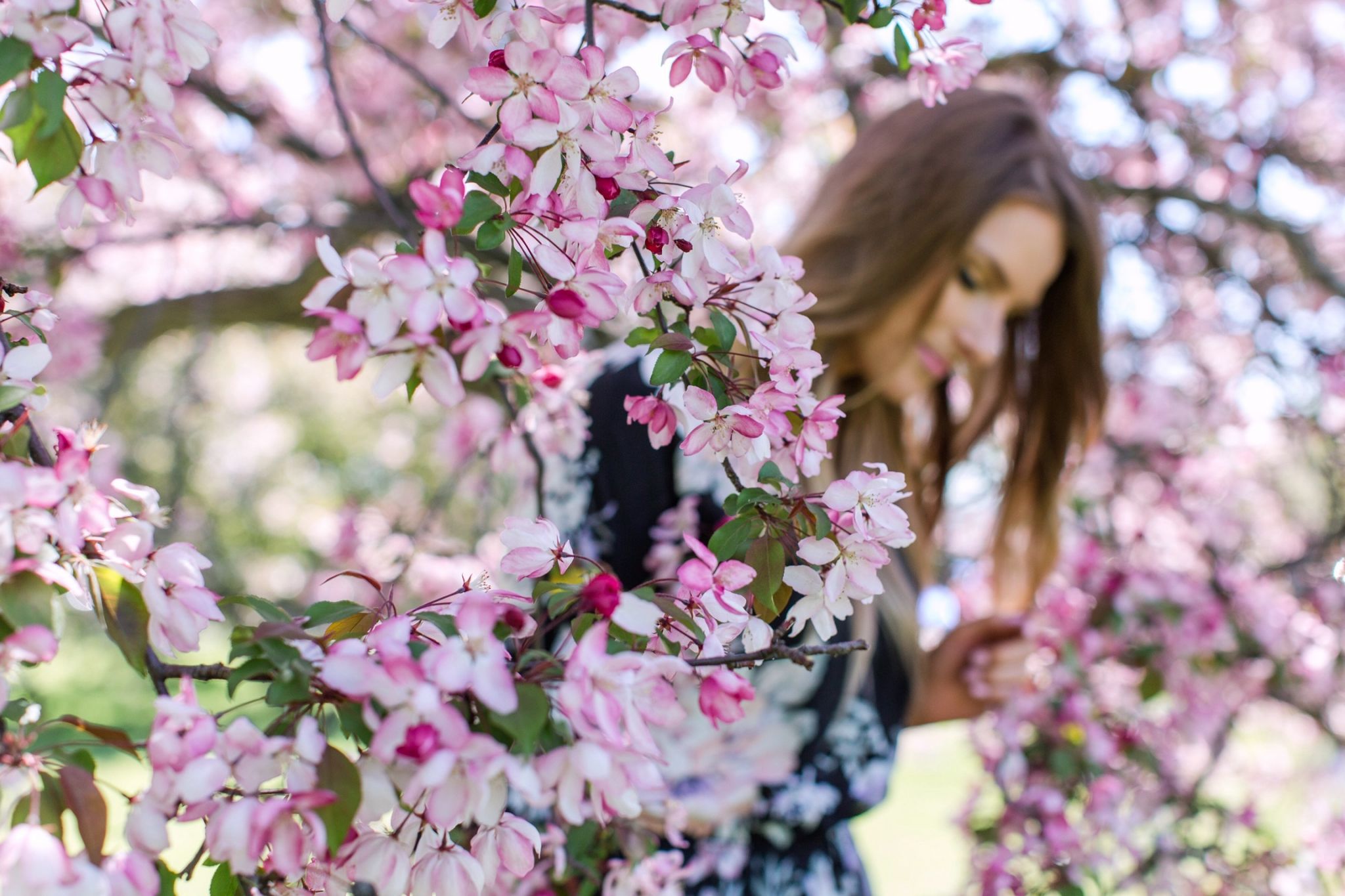 1 person, cherry blossom trees ottawa